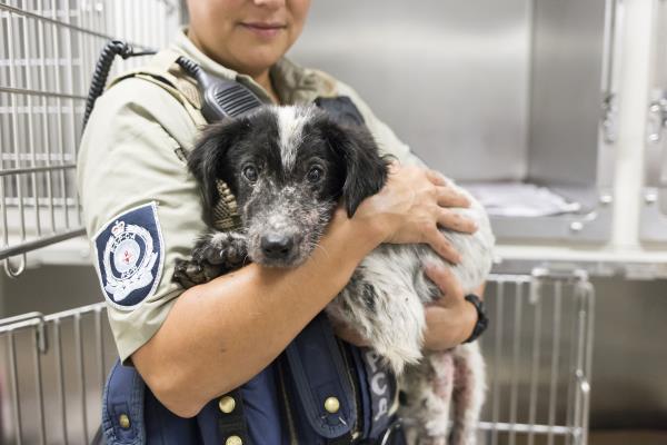RSPCA NSW welcomes tougher penalties for animal cruelty offences | RSPCA NSW