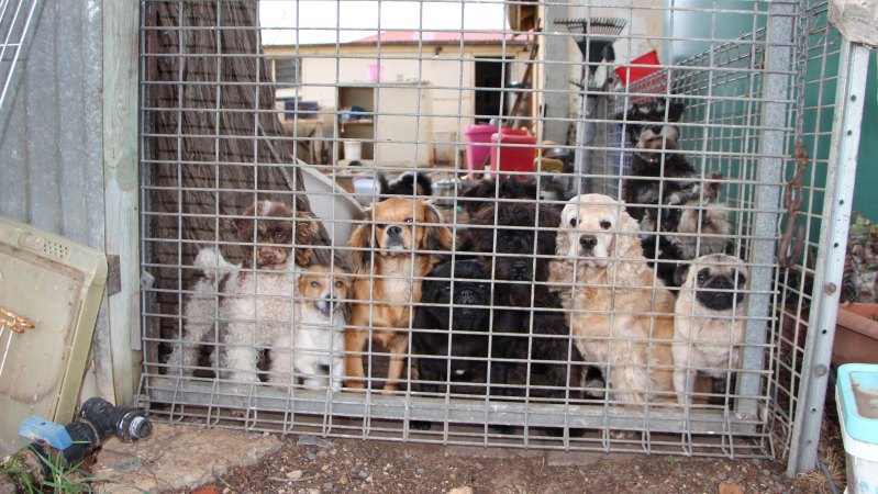 Why we're no longer using night cages | RSPCA NSW