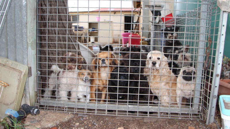 Why we're no longer using night cages | RSPCA NSW Why we're no longer using night cages | RSPCA NSW