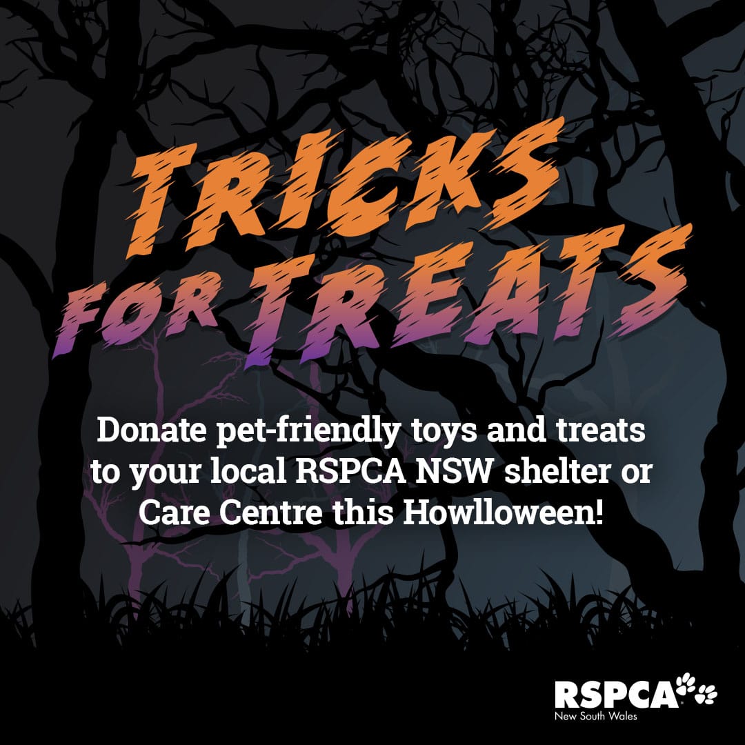 RSPCA194 19 Tricks for Treats DigitalFB 2