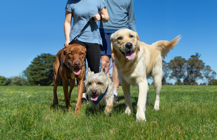 Australia’s largest walk for animal welfare, RSPCA Million Paws Walk, is returning on Sunday 29 May 2022.  