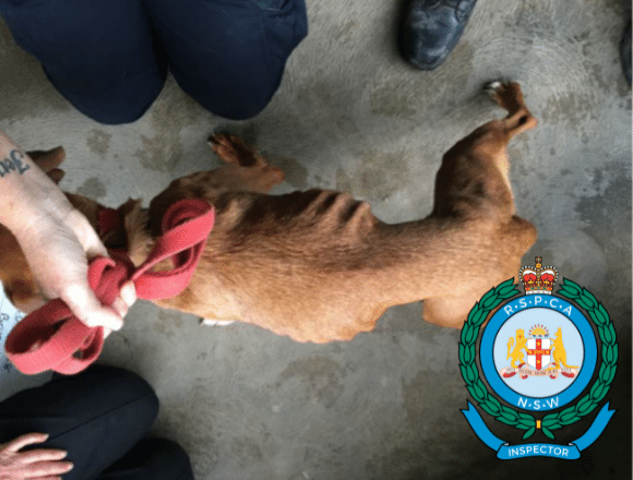 New South Wales’ largest dog breeders sentenced