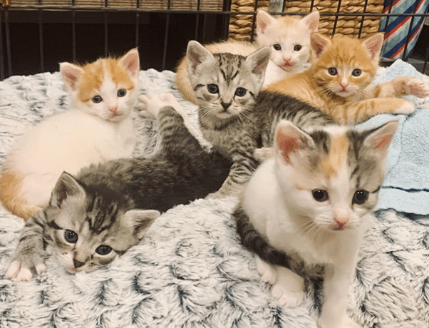 Tis the Season… for Kittens! | RSPCA NSW