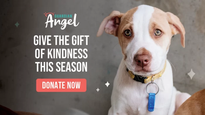 RSPCA is urgently seeking Guardian Angels to provide safety and care for the 27,114 animals spending the festive season in shelters nationally.