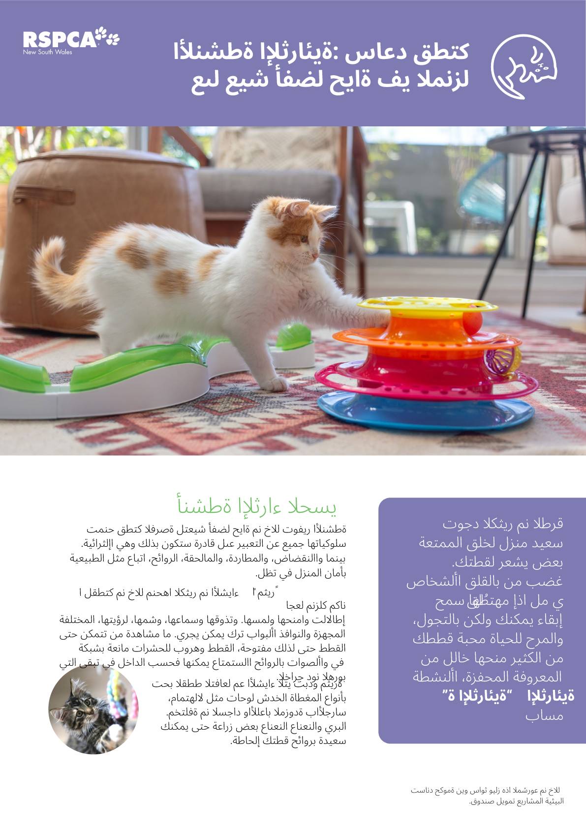 Arabic Enrichment help your cat live their best life at home pdf