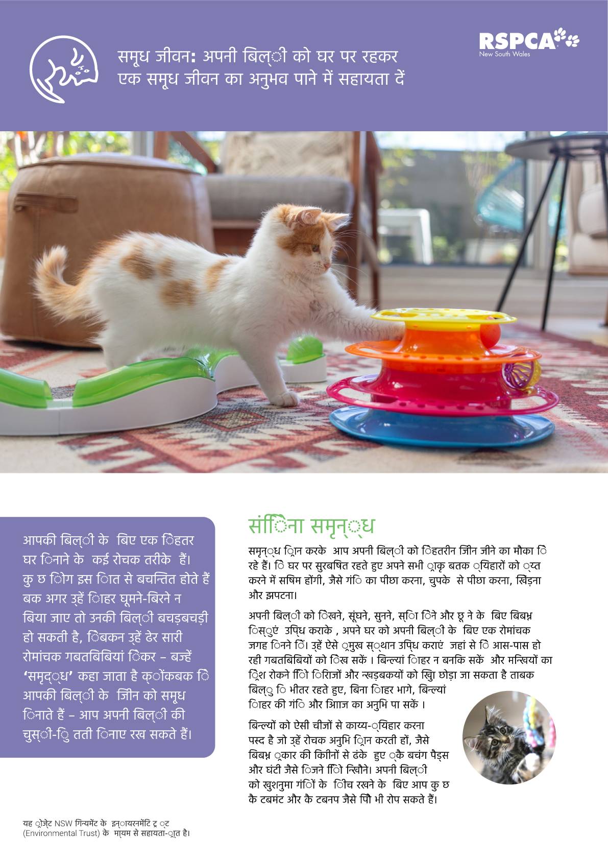 Hindi enrichment help your cat live their best life at home pdf