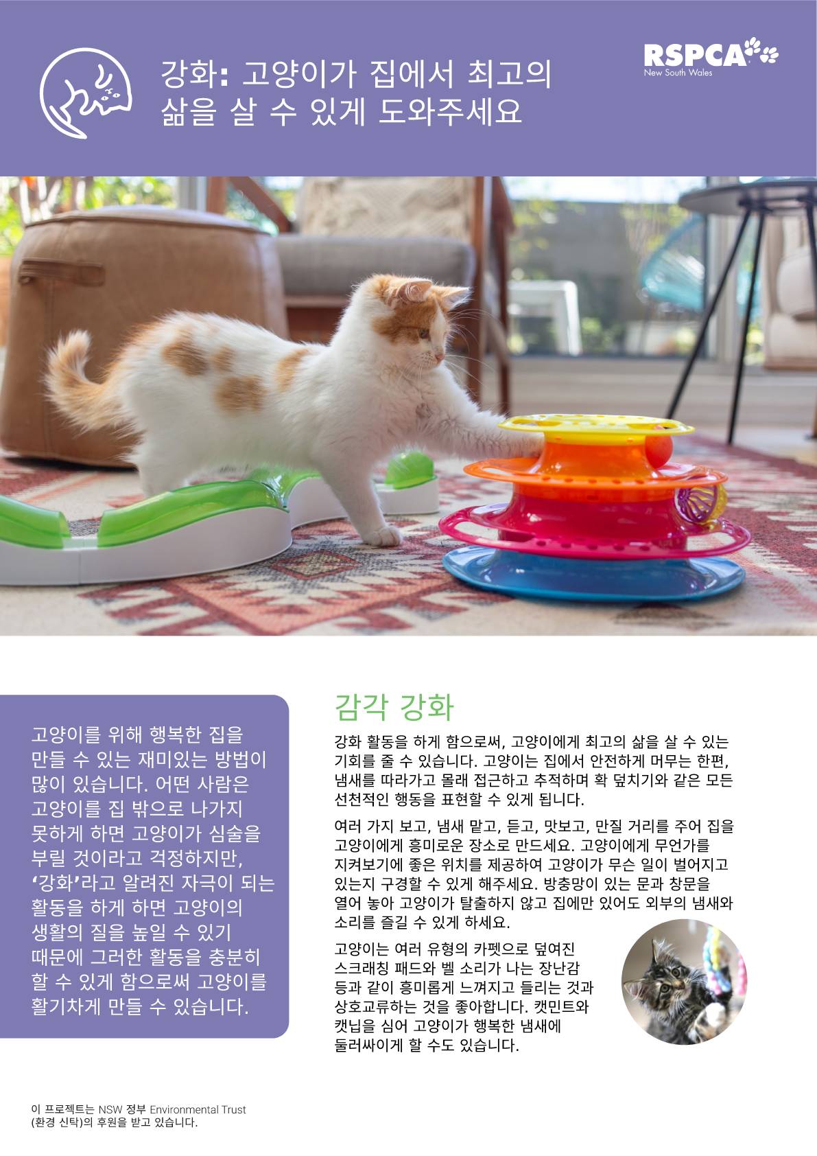 Korean enrichment help your cat live their best life at home pdf