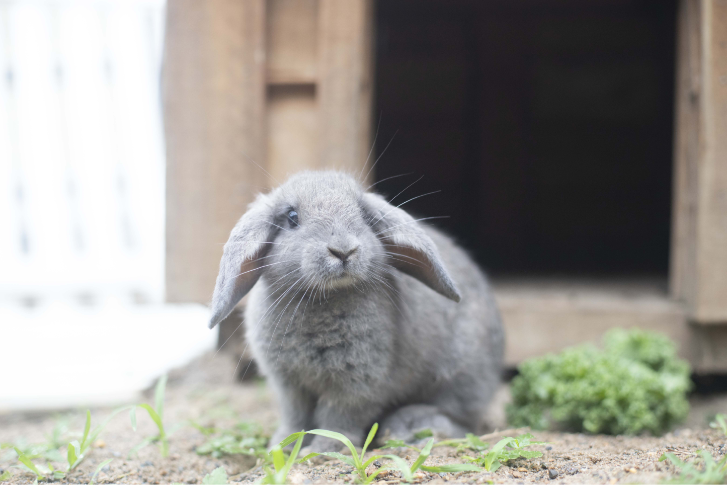 Bunny Care: Keeping Your Pet Rabbit Happy & Healthy