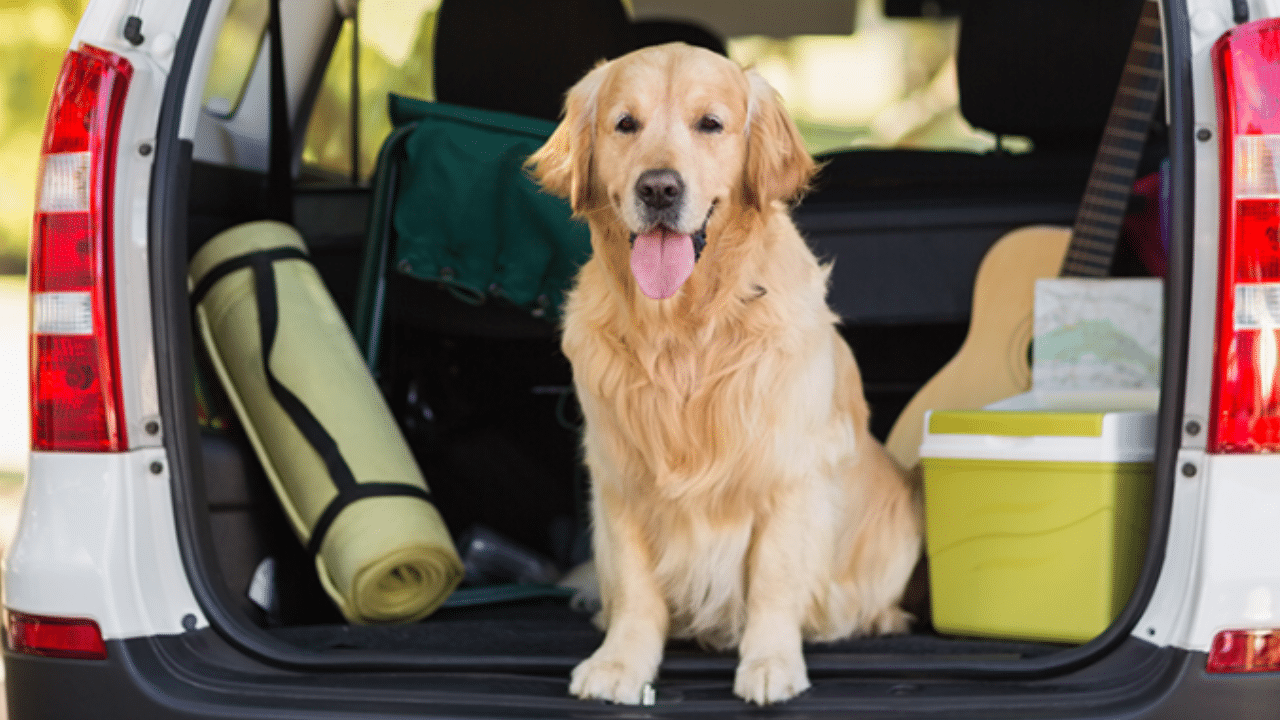 HITTING THE ROAD WITH YOUR FOUR LEGGED FRIEND