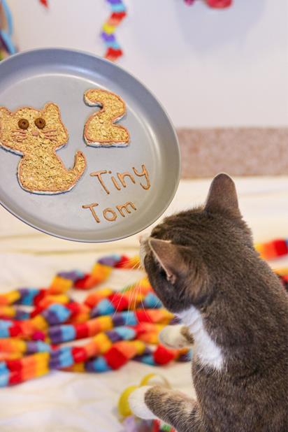 Earlier this week, Tiny Tom, a long-term resident at RSPCA NSW’s Central Coast Behaviour and Rehabilitation Centre (BARC) celebrated his 2nd birthday. Unfortunately for Tiny Tom, it was a bittersweet celebration, as the day also marked his 500th day in care.