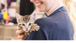 an RSPCA NSW staff member pictured with a kitten at our Sydney Adoption Centre.