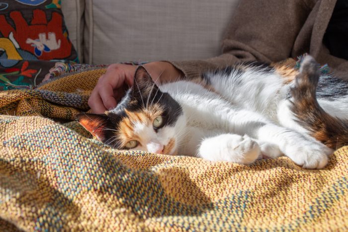 Safe at Home: A Guide to Maintaining Safety for You and Your Feline Companion
