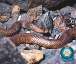RSPCANSW Snake