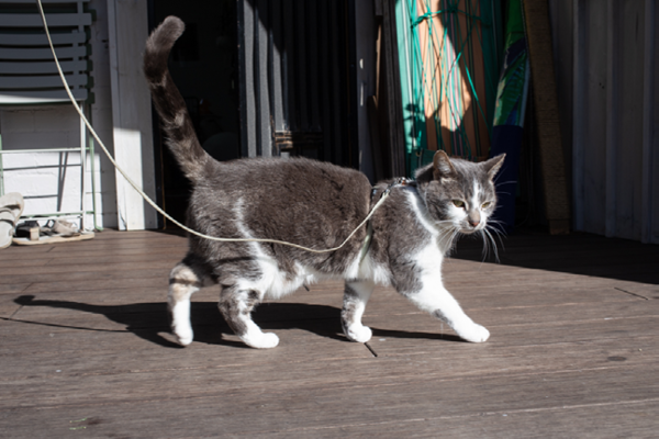 Harness training your cat