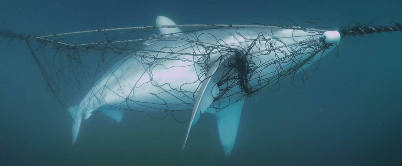 Shark Net Rope Access Shark Nets in NSW: Time for Humane and Effective Alternatives - RSPCA ...