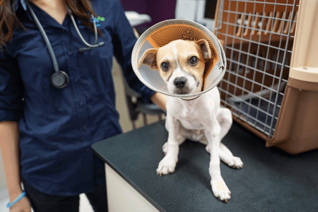How Much Do Dogs Cost to Adopt: A Budget-Friendly Guide
