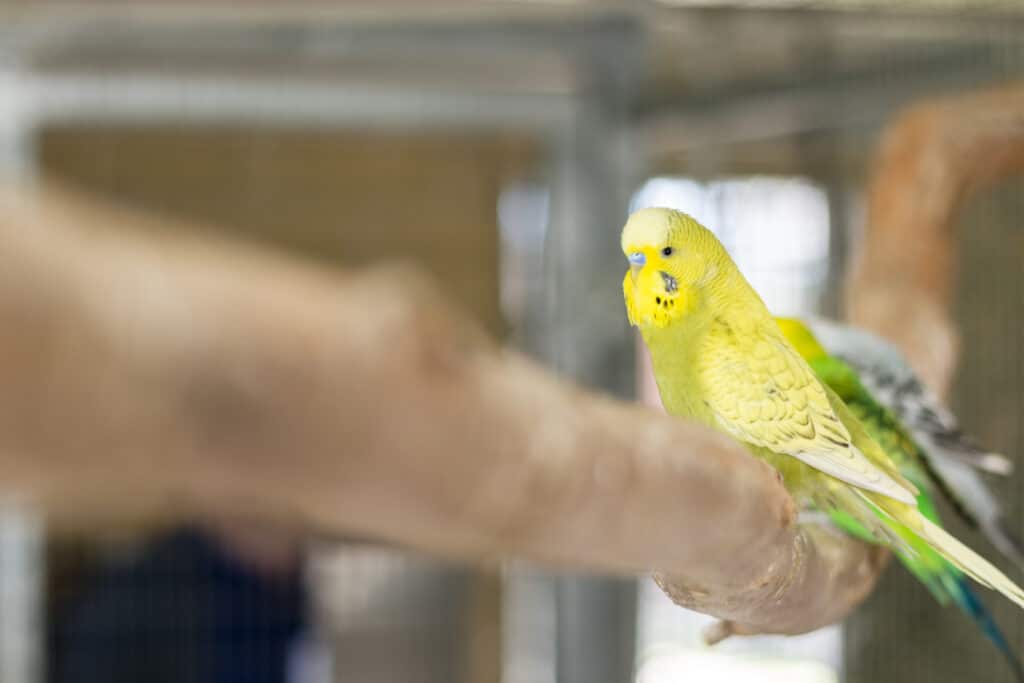 Birds