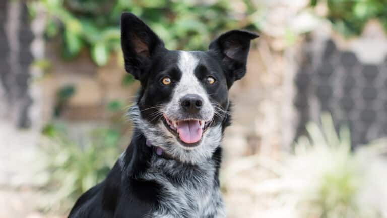 Border collie mix dog from RSPCA NSW. Cost of owning a pet.