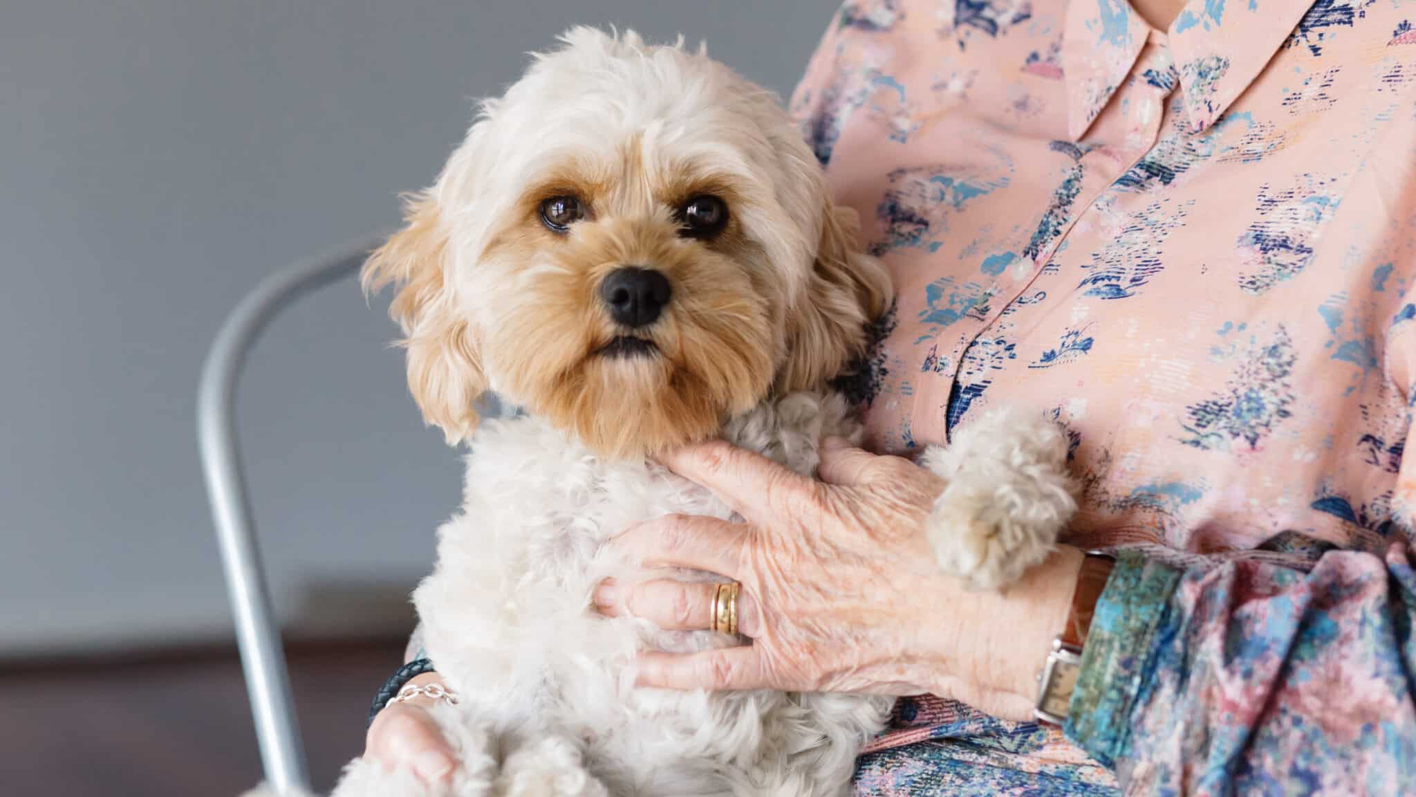 Senior Paws Program RSPCA NSW Aged Care Program | Pet Support for Seniors