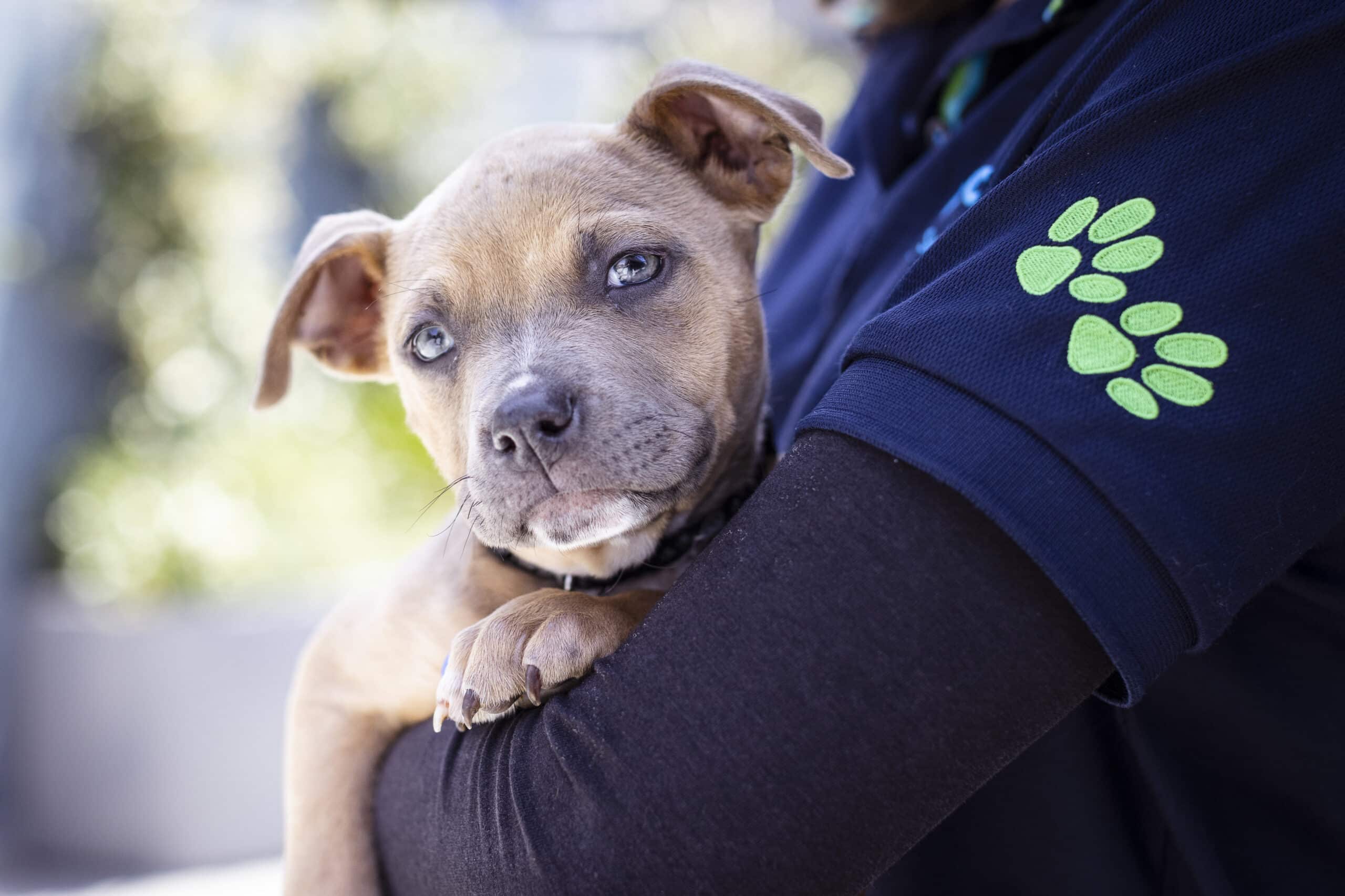 Adoption Checklist