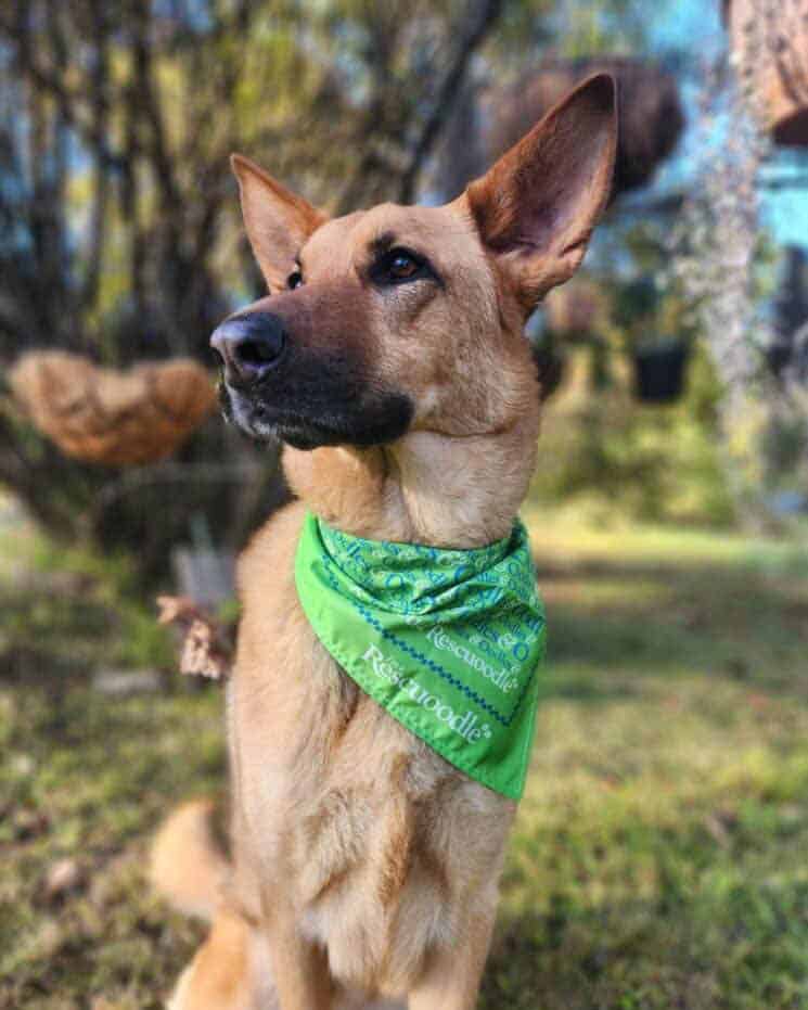 Rescuoodles - RSPCA New South Wales