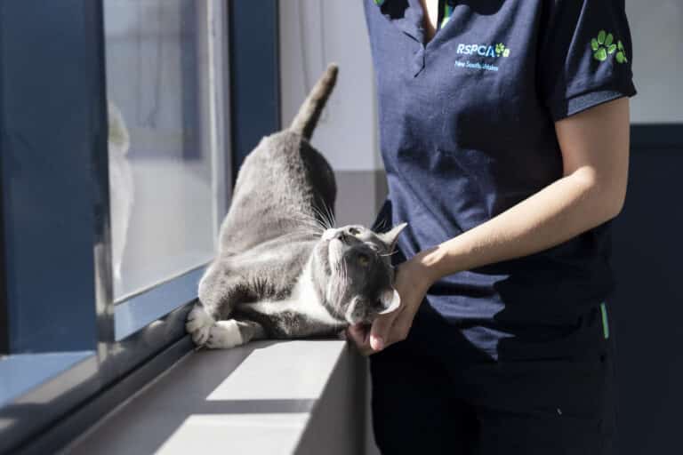 Grey cat with an RSPCA employee. Certificate II in Animal Care.