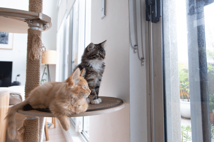 Meeting the needs of cats. Two cats sitting on a scratching post.