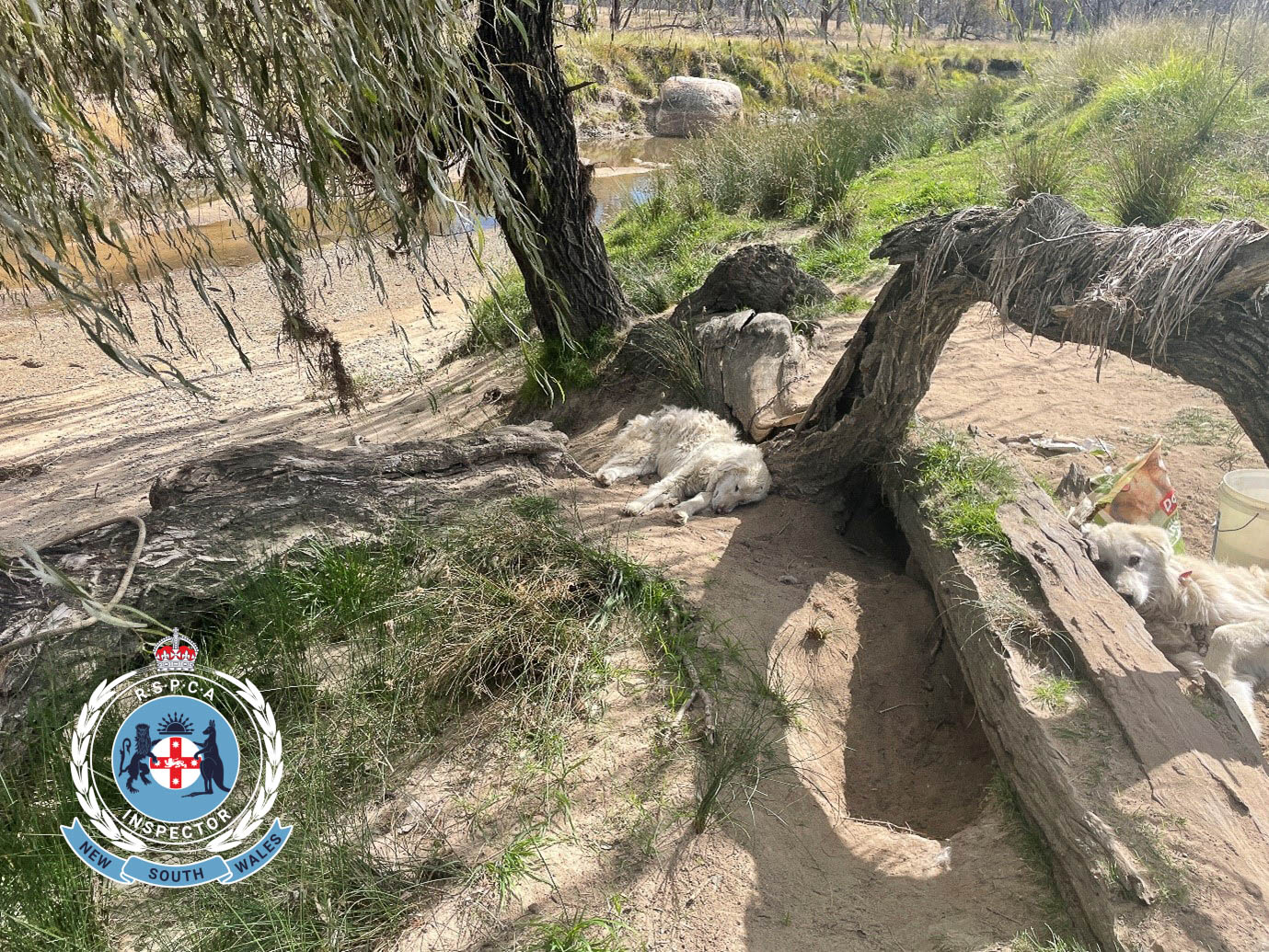 RSPCA Armidale prosecution