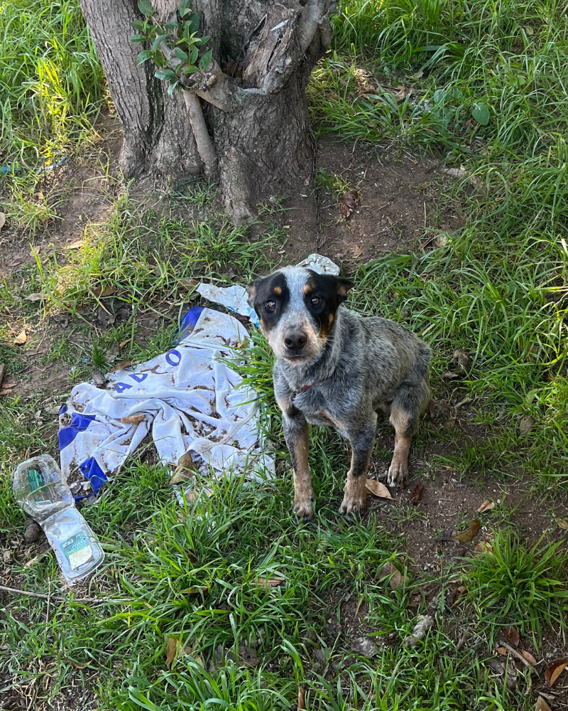 Buddy Direct to Donate 2025