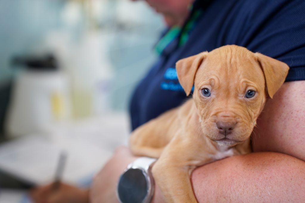 Rescue puppy from RSPCA NSW. Cost of owning a pet.