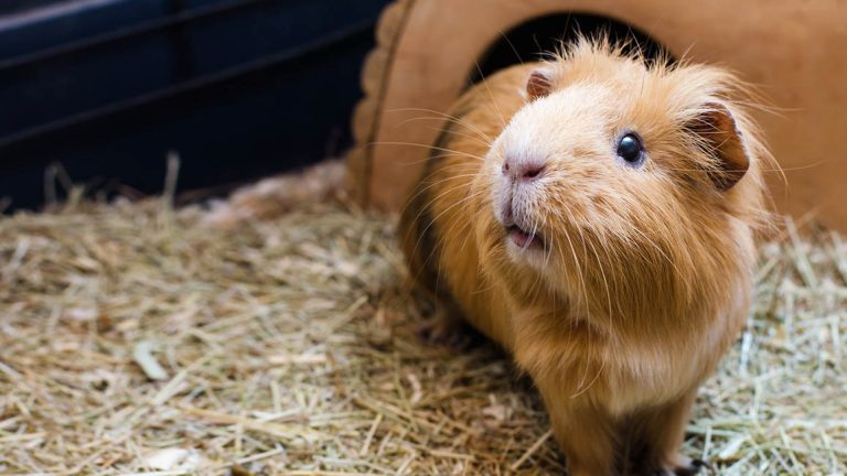 Meeting the needs of small animals. Guinea Pig.