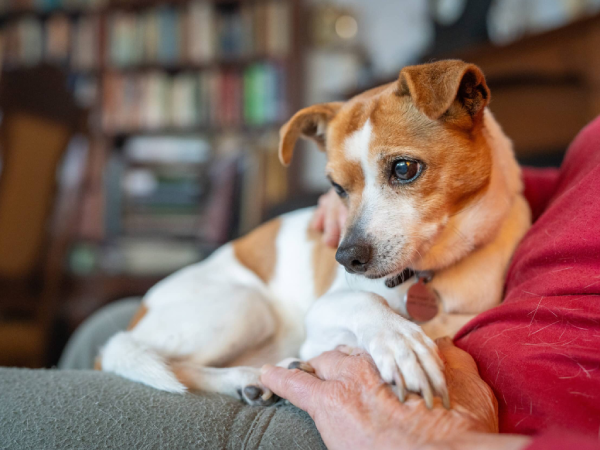 Pets are family, jack russell sitting on owners lap.