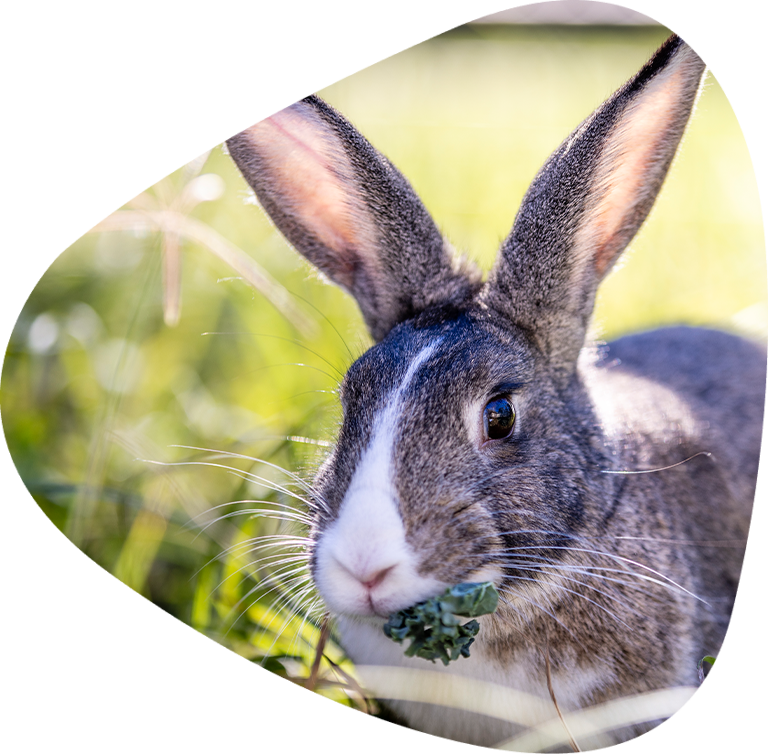 Meeting the needs of small animals. Rabbit.