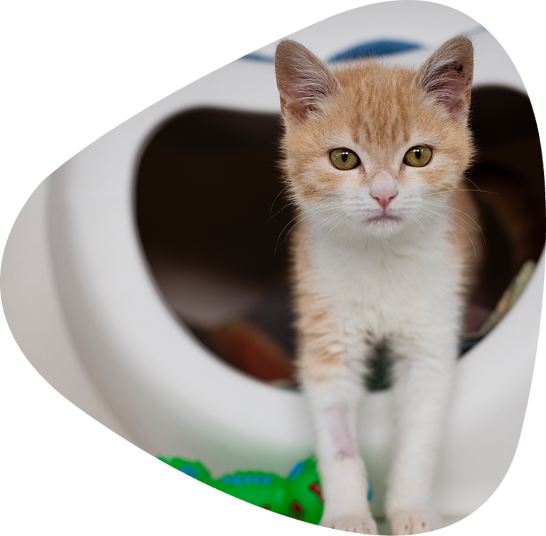 Meeting the needs of cats. Kitten.