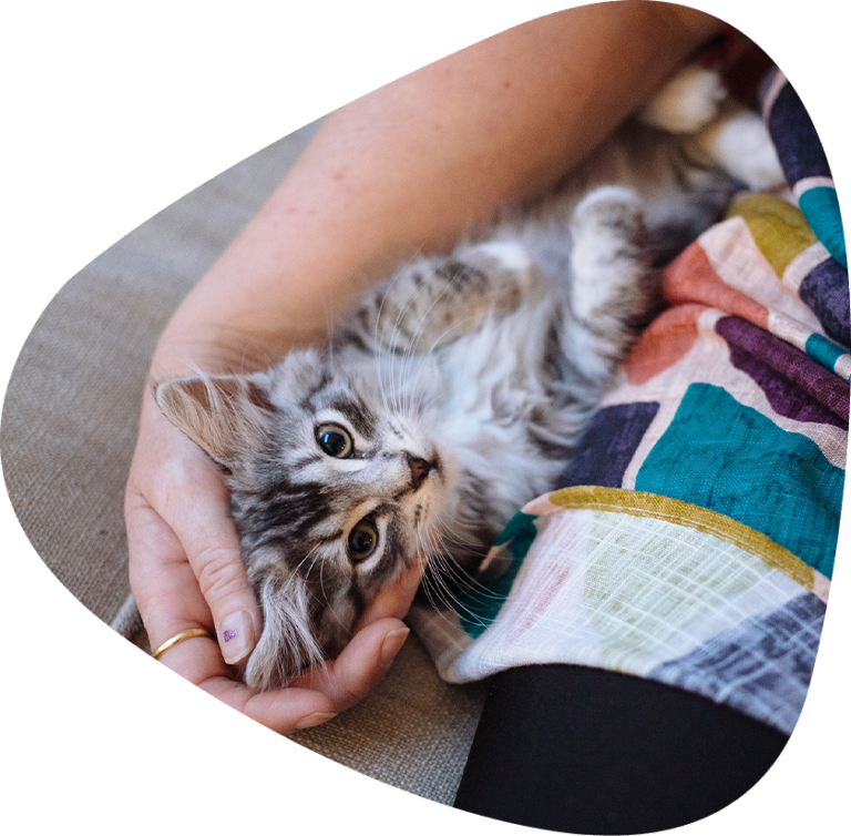 Meeting the needs of cats. Kitten playing with owner.