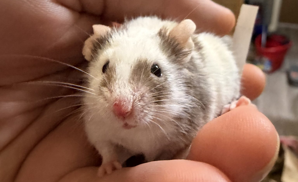 Animals have feelings. Mouse.