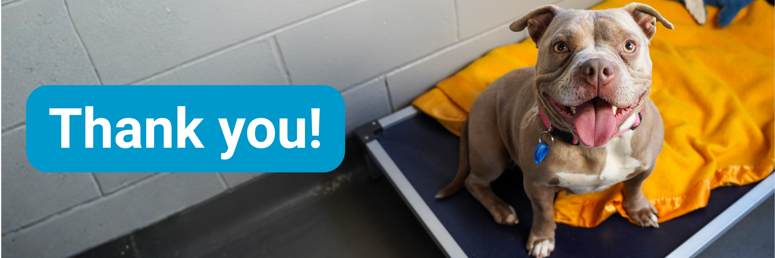 Help Scout - Thank You - RSPCA New South Wales
