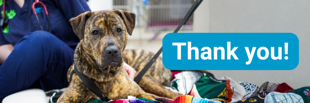 Help Zuko - Thank You - RSPCA New South Wales