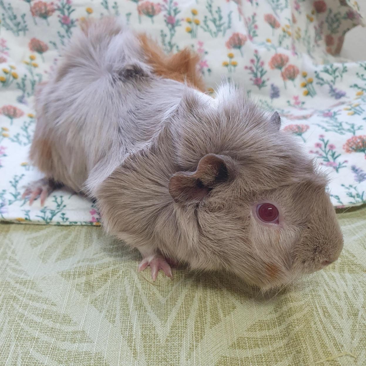 013Q4MQH22OOTEOMKNIRELBSRDCB5WOKBK.jpg