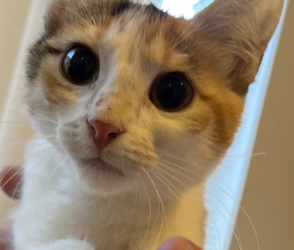 013Q4MQH27PTRPFGOGCNCJ2ZFHKMZ5UCH4.png
