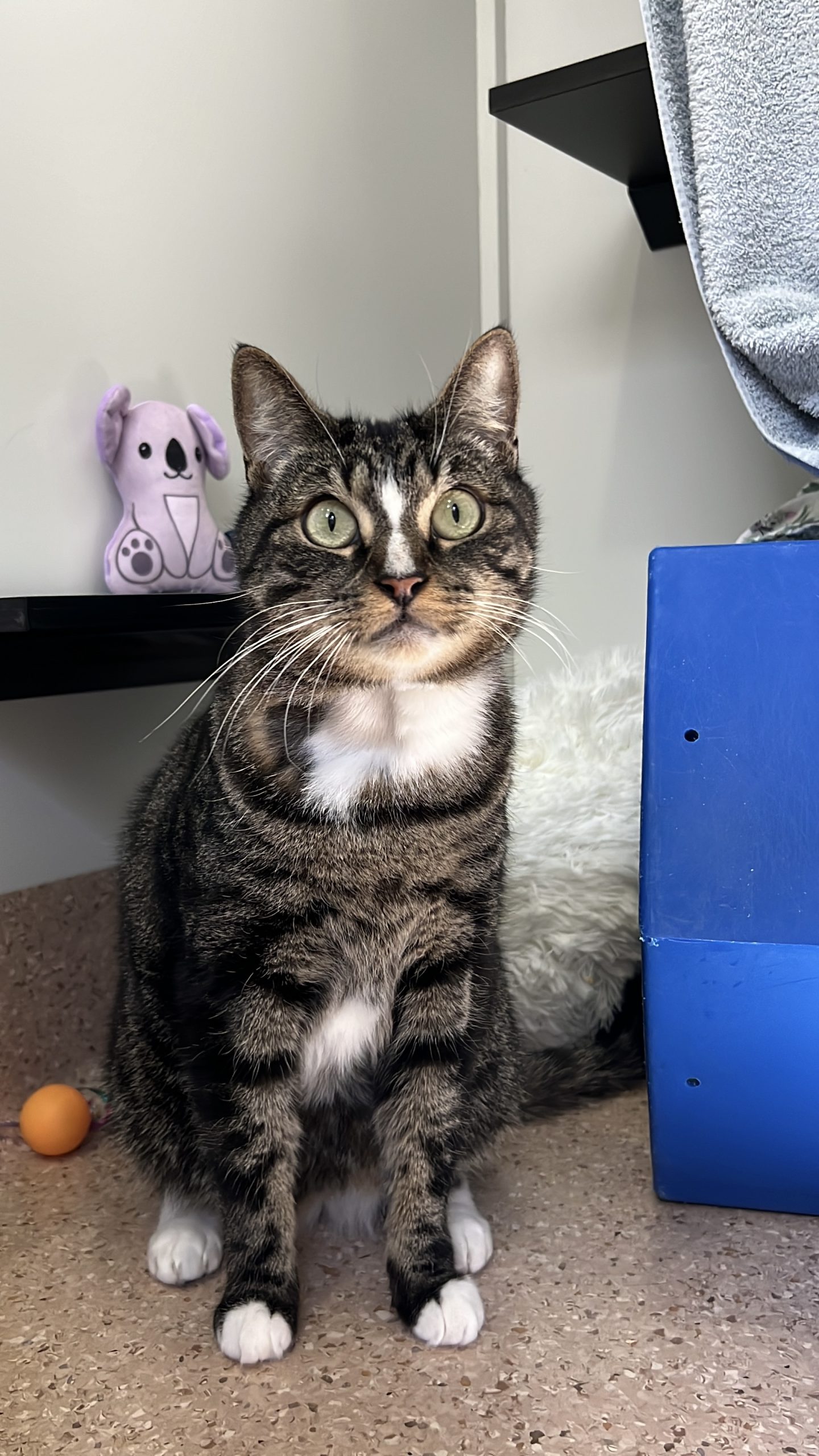 013Q4MQH2ZTSYE4CQUJNE2XFF45TMSOA5G.jpg