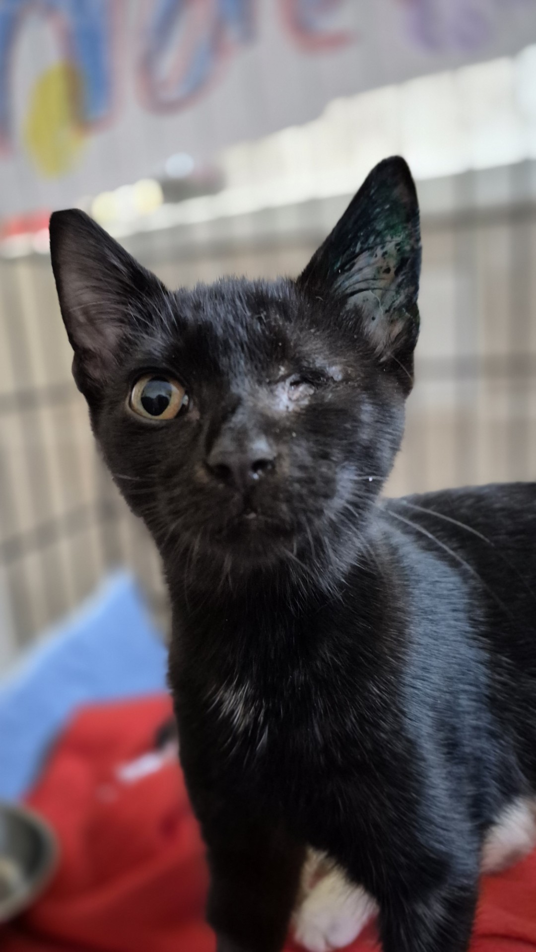 013Q4MQH3JCA3JPCBPVVHZ2HQKWEYRYCYL.jpg