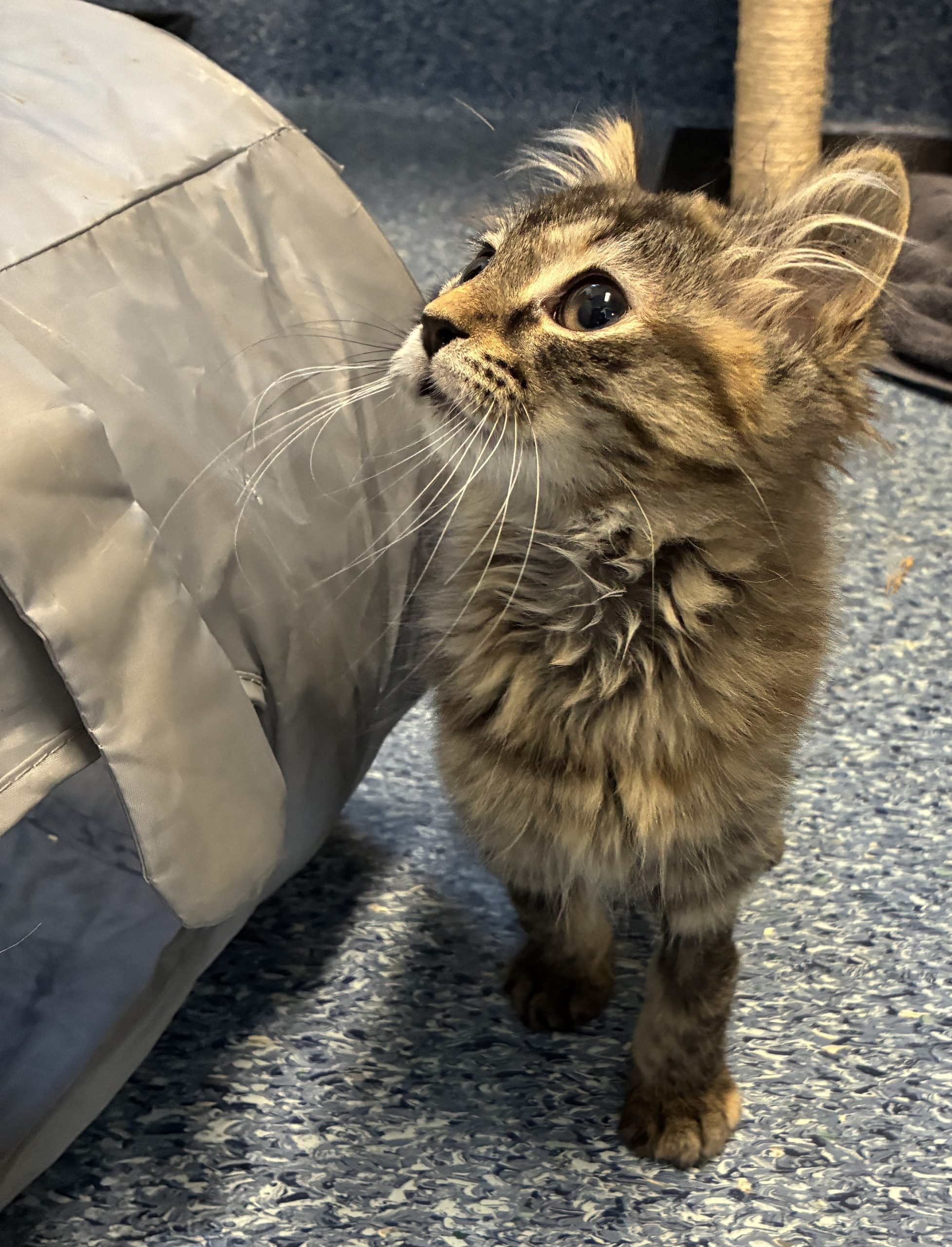013Q4MQH3SWDM2XUZT4VFYJBUHHBCB7ZDF.jpg