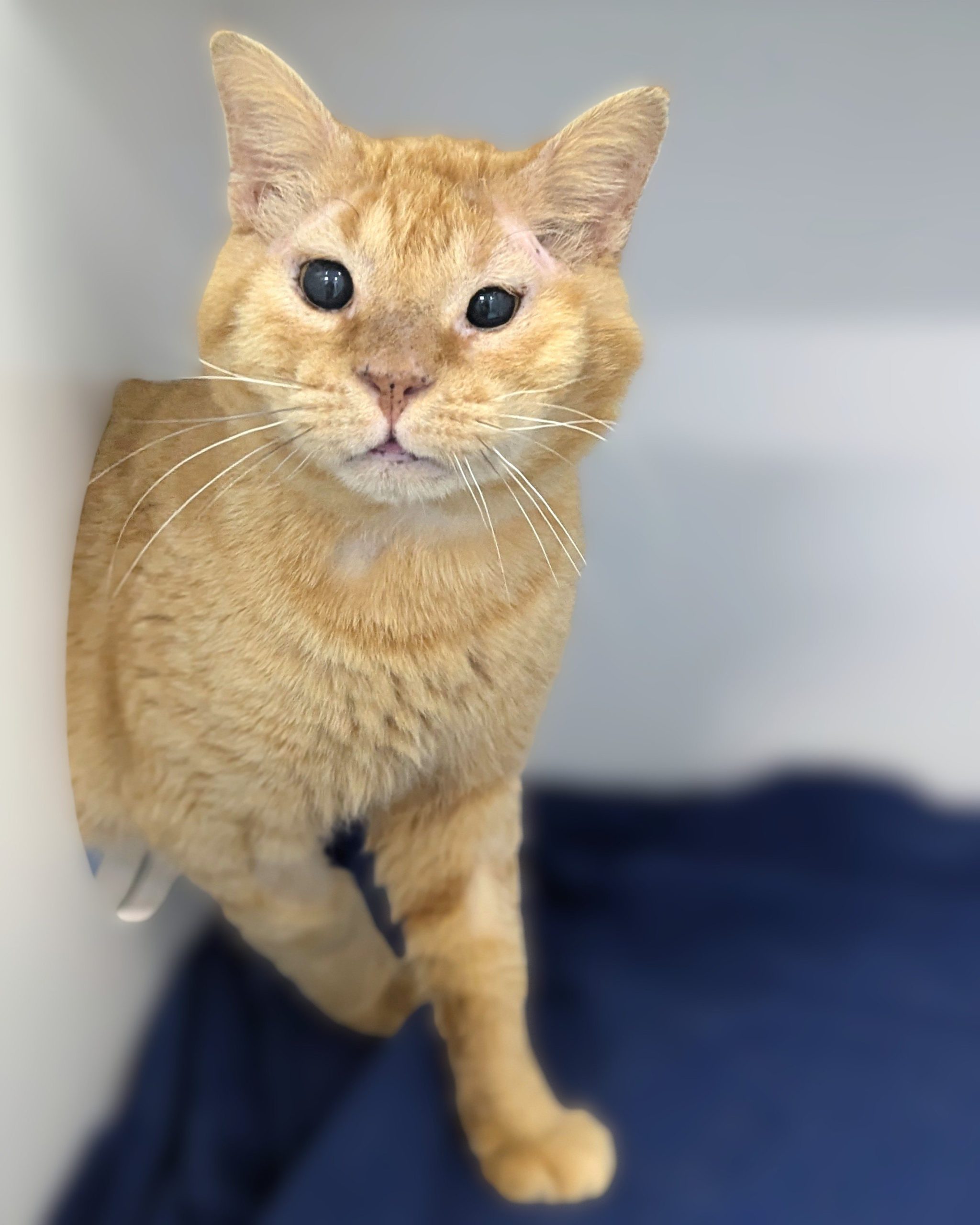 Pookie - RSPCA New South Wales