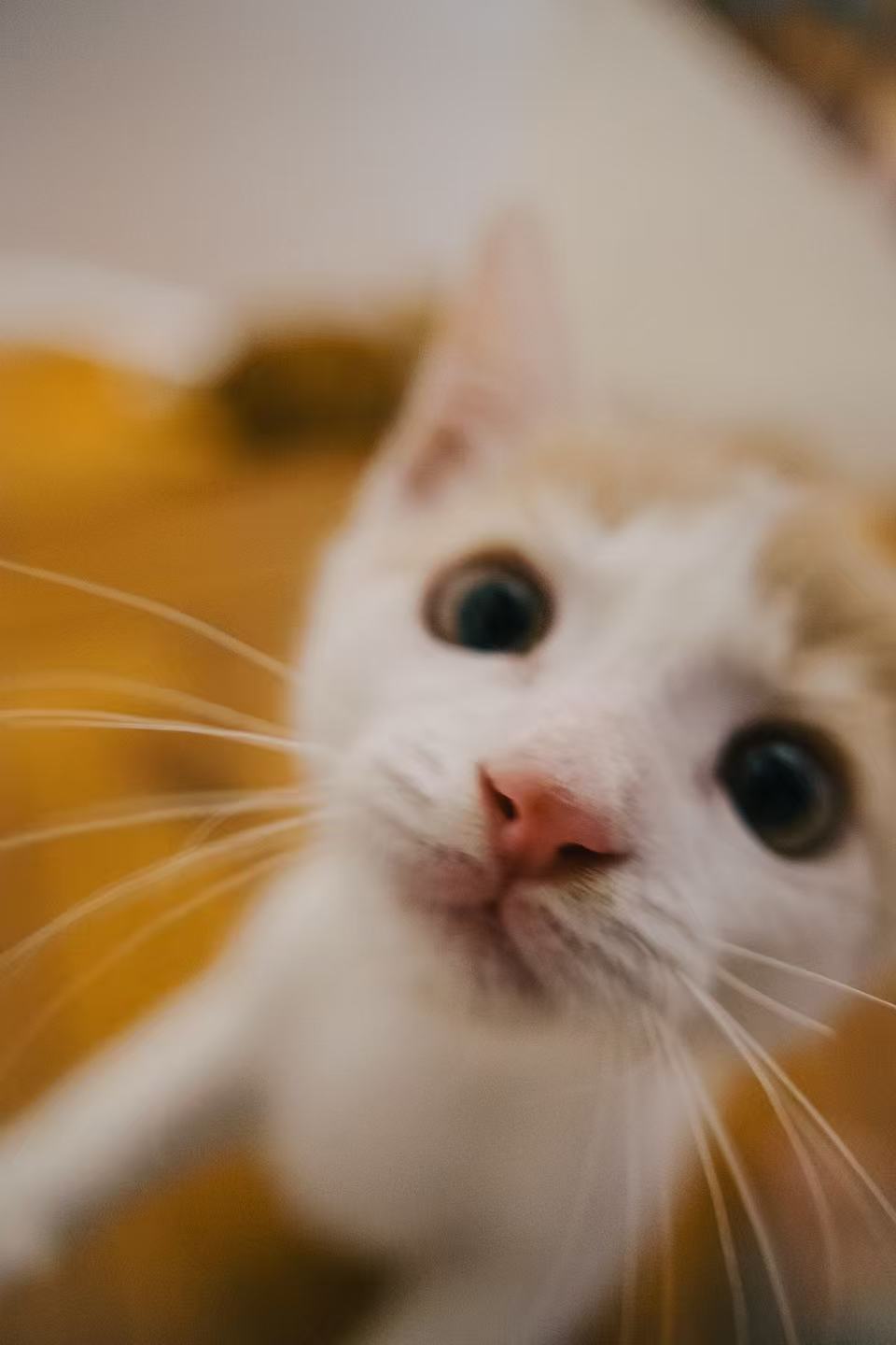 013Q4MQH57WUBG7EDKE5HZAXHMIDU4KSXS.jpg