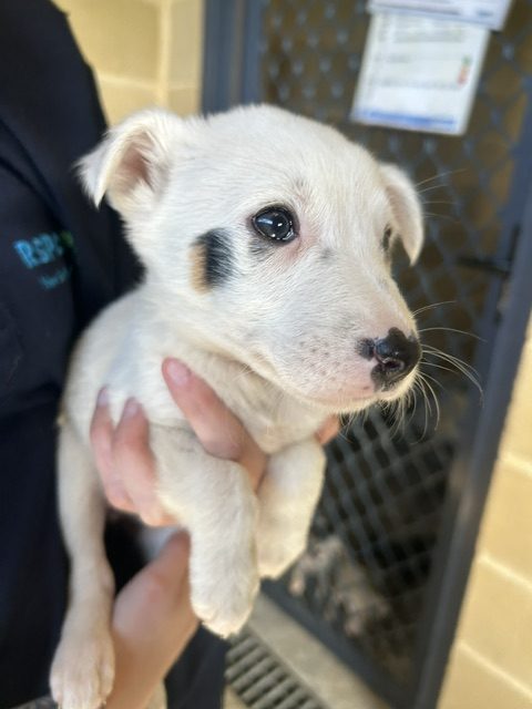 013Q4MQH5FORK644HBGNAIHWU5PJQ42HZG.jpg
