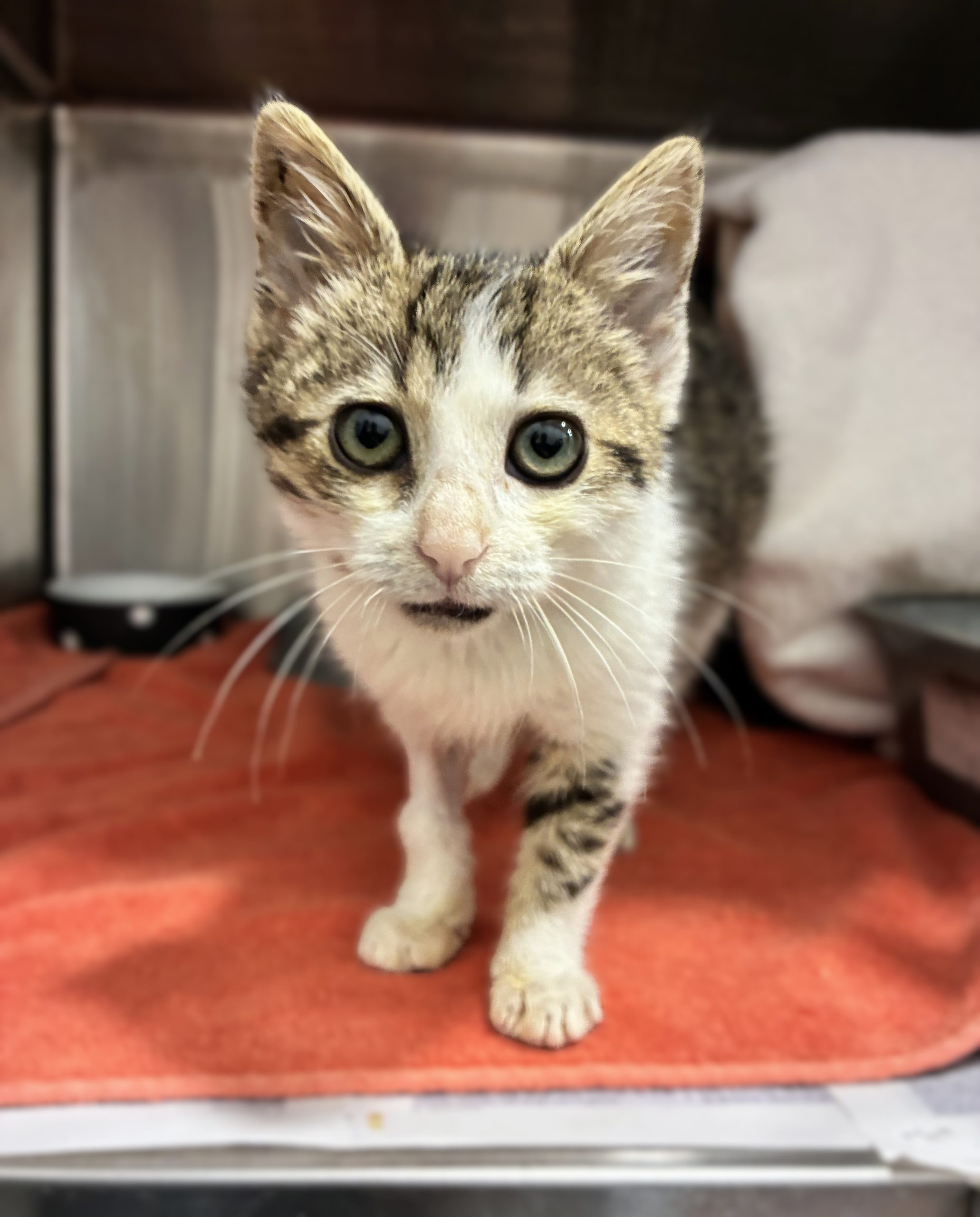 013Q4MQH5PWUOIXKGZLFFKCD47CF7TPANG.jpg