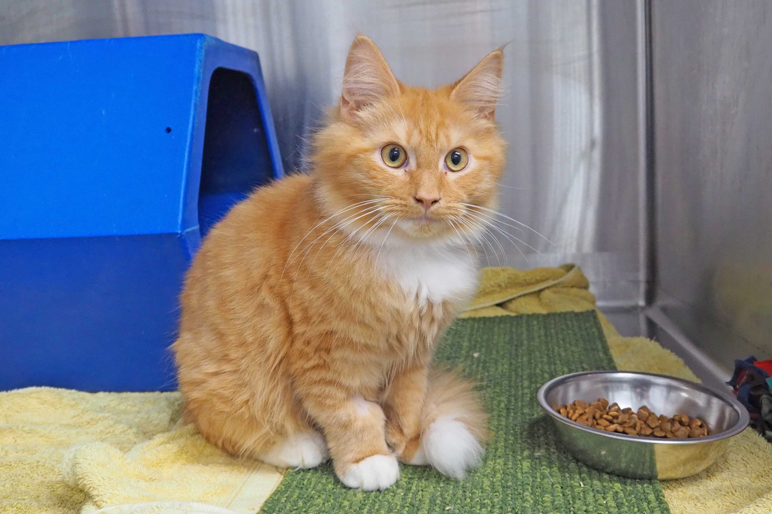 013Q4MQH5XXPPUWP6YL5GYD4ITONKTCUQW.jpg