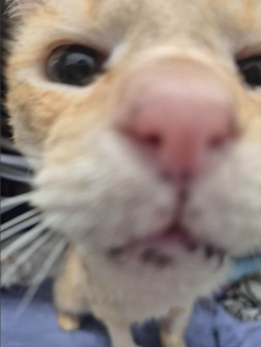 013Q4MQH6LWACR2KYSKZHZNHDJZSC7UJC6.png