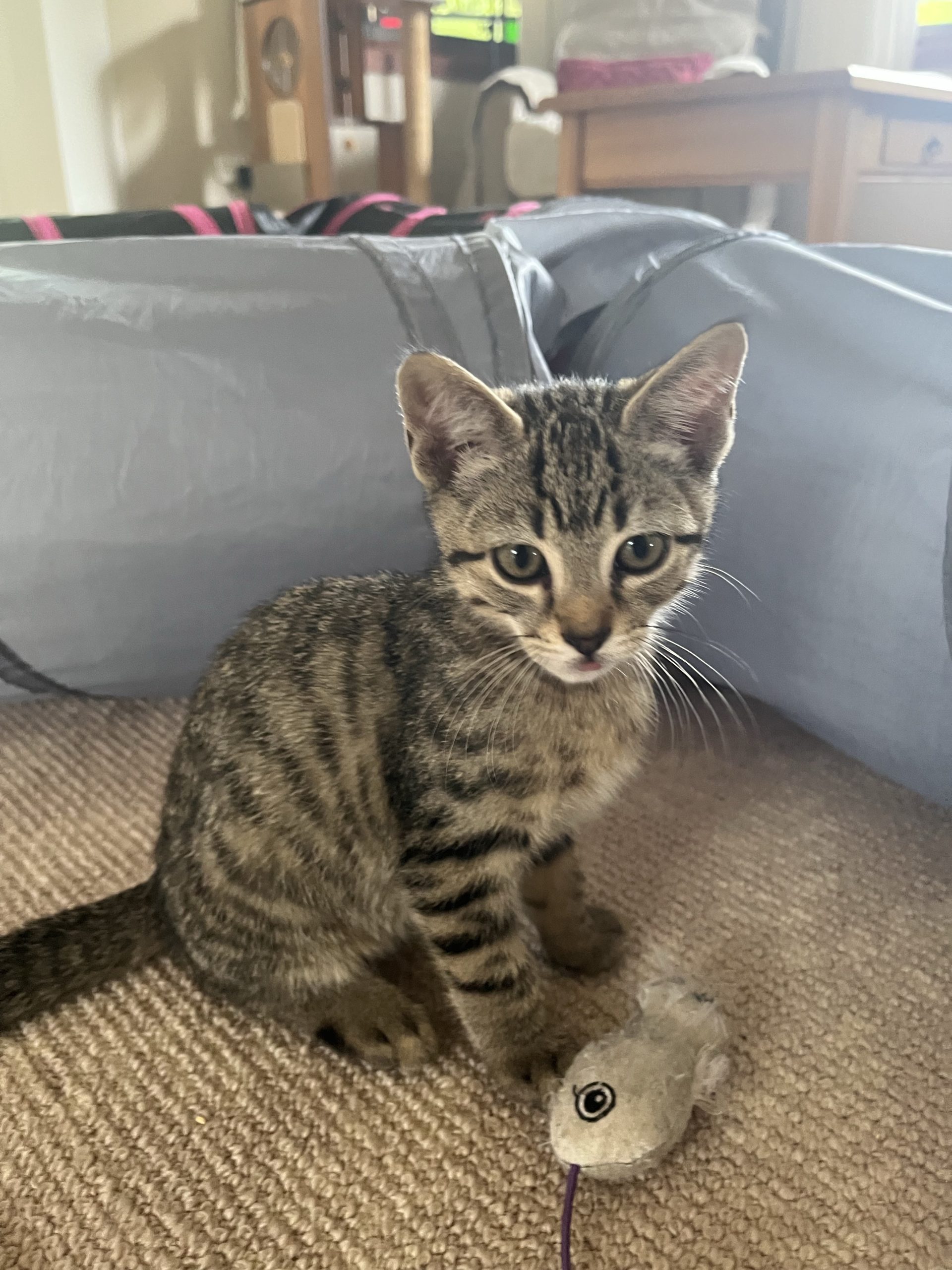 013Q4MQH6RBTAIBU6XK5AZ46PW4JO54SKW.jpg
